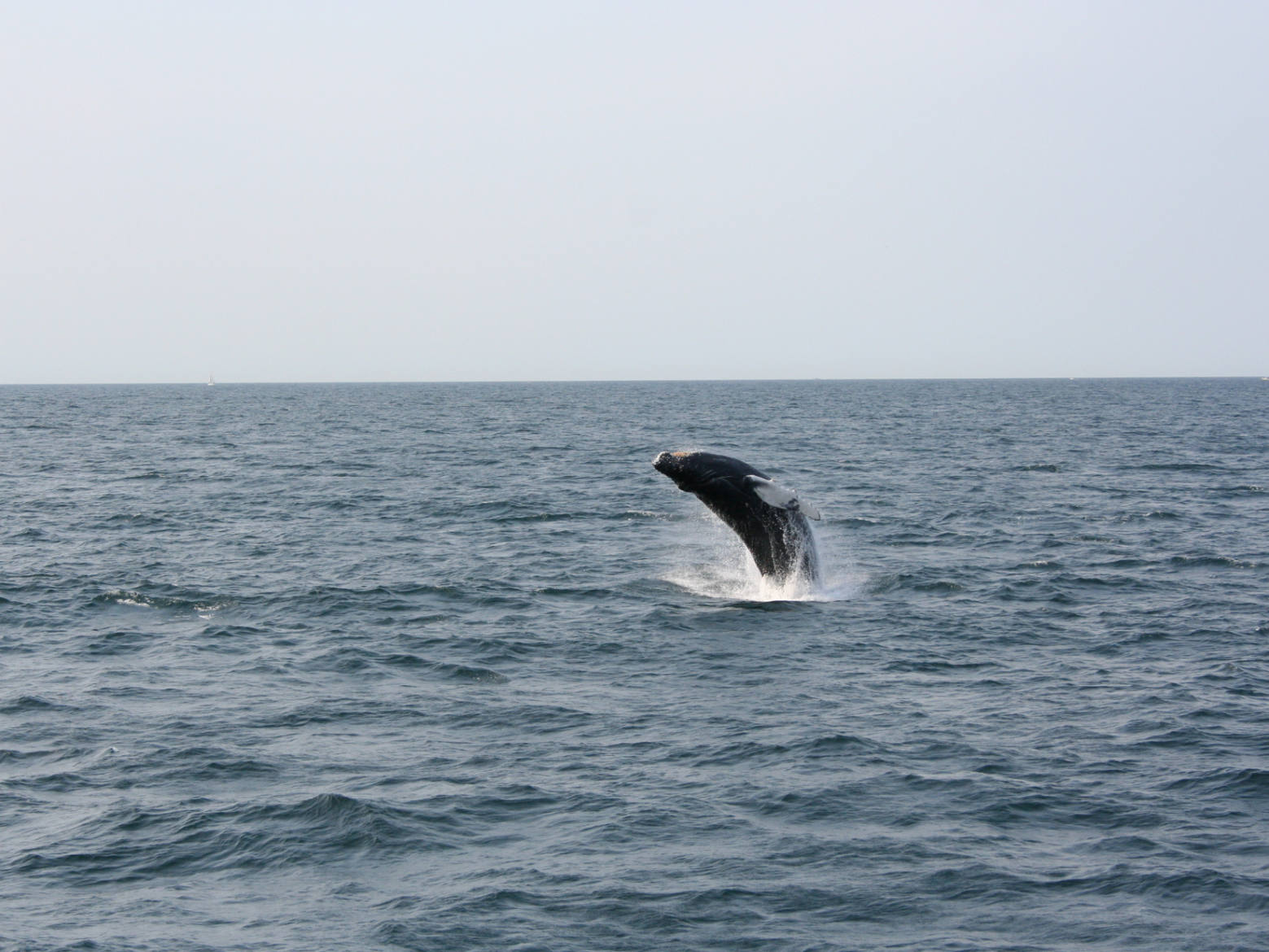a whale jumping out of a body of water