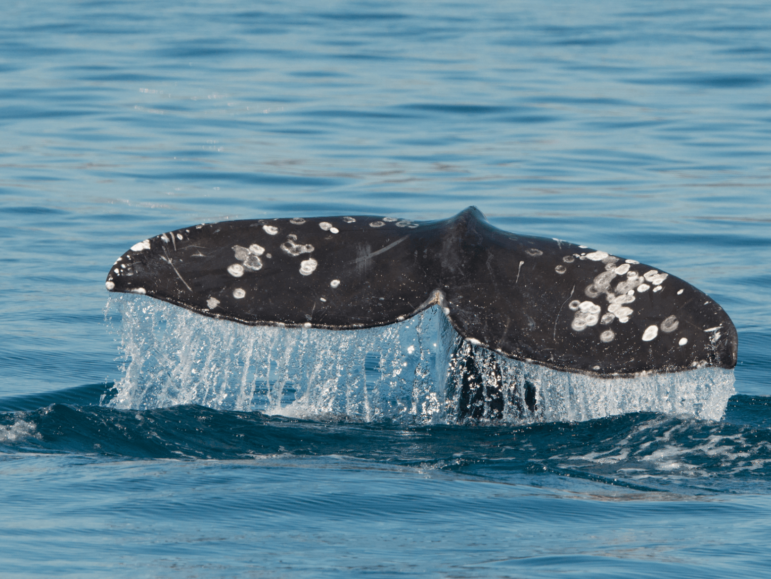 a whale jumping out of the water