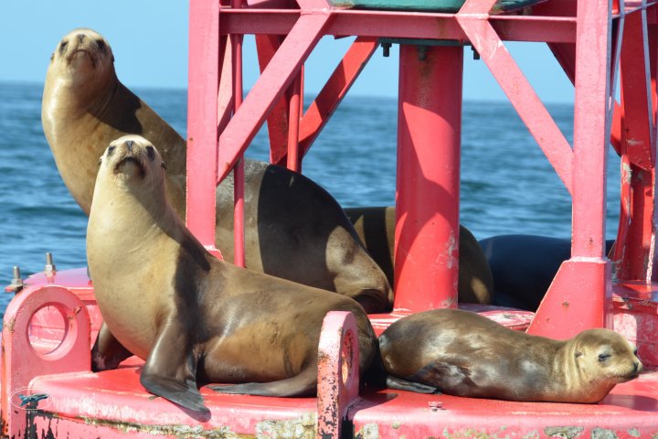 a large brown dog lying on the ground