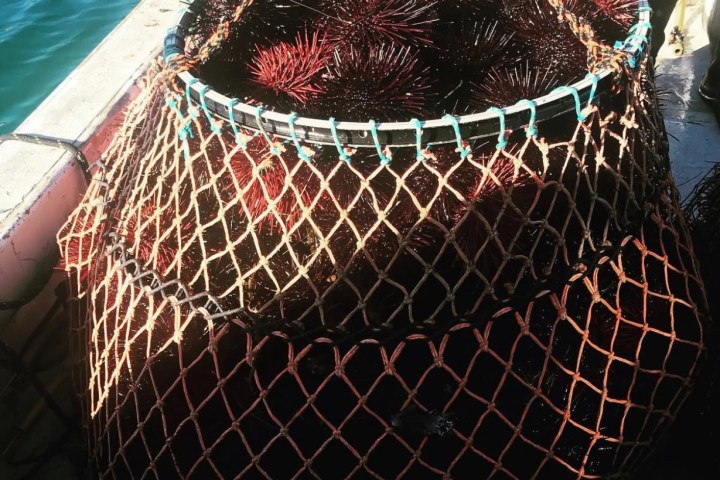 a close up of a fruit