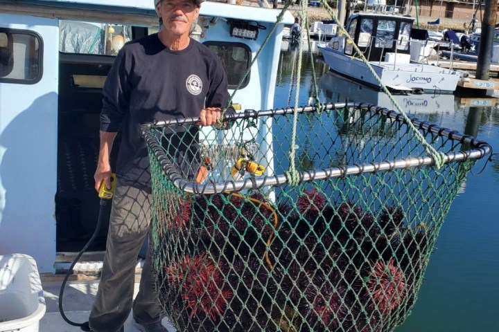 Man on boat with large net full of sea urchins in a harbor.