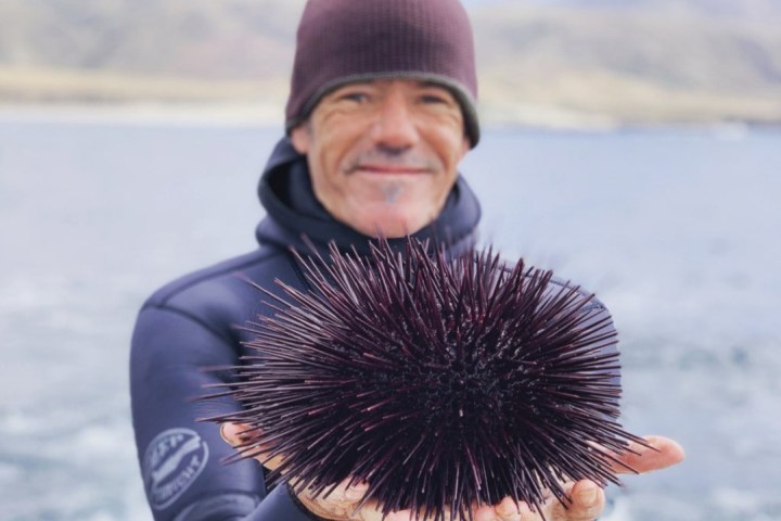 Person in wetsuit holding a large purple sea urchin by the ocean.