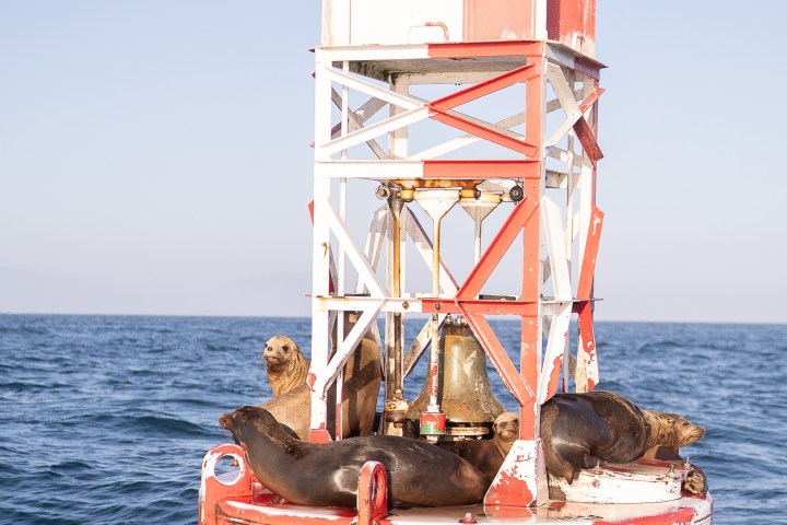 Sea lions resting on a red and white buoy in the ocean.