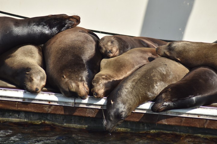 A group of sea lions resting closely on a dock.